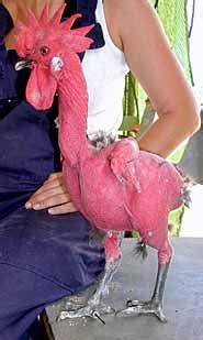 Featherless chicken creates a flap